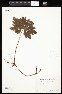 Petasites frigidus var. palmatus image