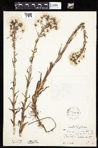 Petasites frigidus var. palmatus image