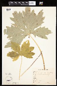 Petasites frigidus var. palmatus image