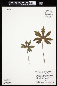 Petasites frigidus var. palmatus image