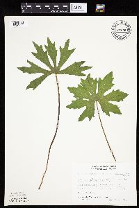 Petasites frigidus var. palmatus image
