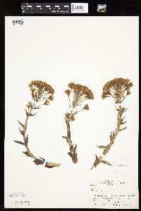Petasites frigidus var. palmatus image