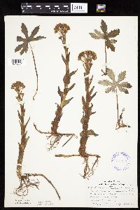 Petasites frigidus var. palmatus image