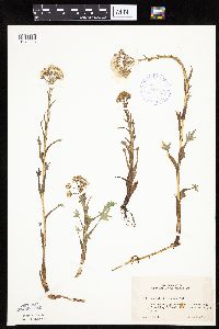 Petasites frigidus var. palmatus image