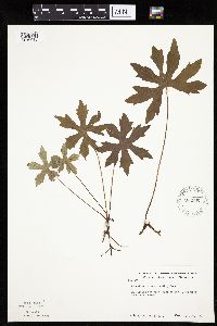 Petasites frigidus var. palmatus image