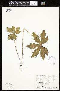 Petasites frigidus var. palmatus image