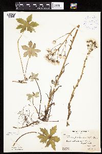 Petasites frigidus var. palmatus image