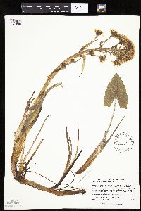 Petasites frigidus var. sagittatus image