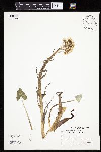 Petasites frigidus var. sagittatus image