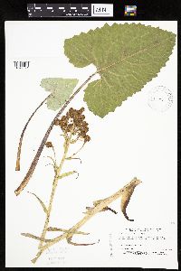 Petasites frigidus var. sagittatus image