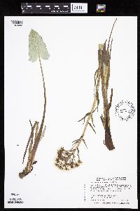 Petasites frigidus var. sagittatus image