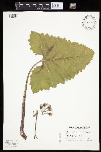 Petasites frigidus var. sagittatus image