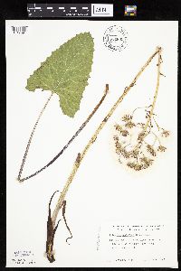 Petasites frigidus var. sagittatus image