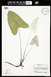 Petasites frigidus var. sagittatus image