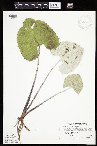 Petasites frigidus var. sagittatus image