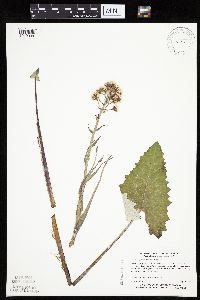 Petasites frigidus var. sagittatus image