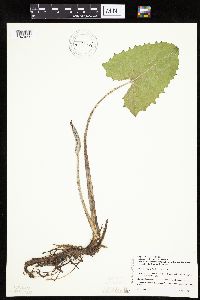Petasites frigidus var. sagittatus image