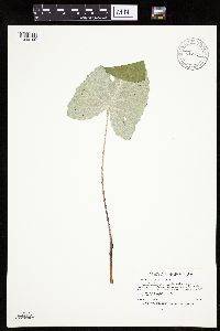 Petasites frigidus var. sagittatus image