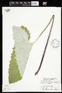 Petasites frigidus var. sagittatus image
