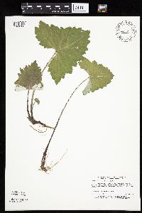 Petasites frigidus var. sagittatus image