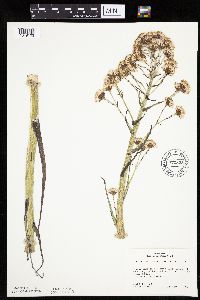 Petasites frigidus var. sagittatus image