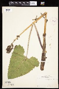 Petasites frigidus var. sagittatus image