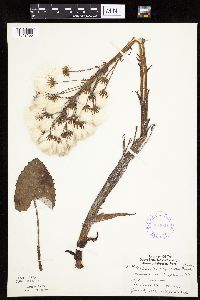 Petasites frigidus var. sagittatus image