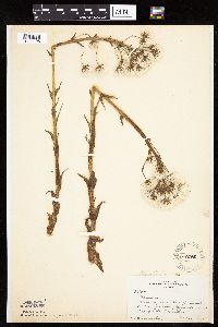Petasites frigidus var. sagittatus image
