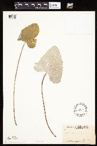 Petasites frigidus var. sagittatus image