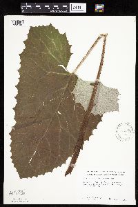 Petasites frigidus var. sagittatus image