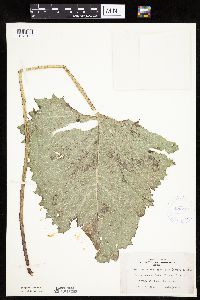 Petasites frigidus var. sagittatus image