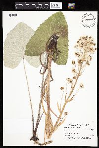 Petasites frigidus var. sagittatus image