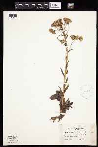 Petasites frigidus var. sagittatus image