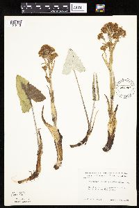 Petasites frigidus var. sagittatus image