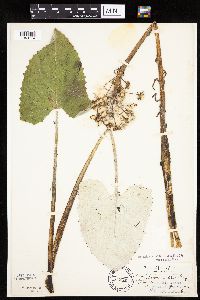 Petasites frigidus var. sagittatus image