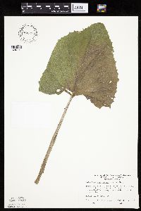 Petasites frigidus var. sagittatus image
