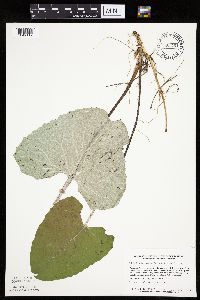 Petasites frigidus var. sagittatus image