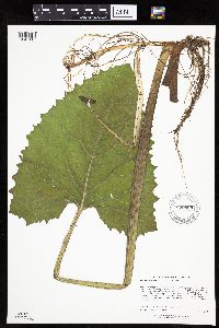 Petasites frigidus var. sagittatus image