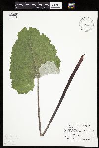Petasites frigidus var. sagittatus image