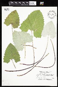 Petasites frigidus var. sagittatus image