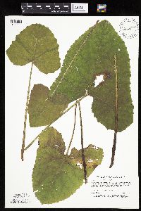 Petasites frigidus var. sagittatus image