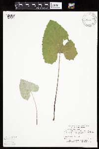 Petasites frigidus var. sagittatus image