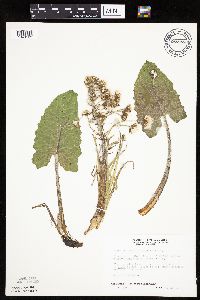 Petasites frigidus var. sagittatus image