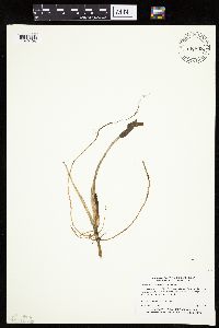 Petasites frigidus var. sagittatus image