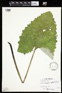 Petasites frigidus var. sagittatus image