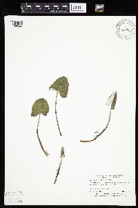 Petasites frigidus var. sagittatus image