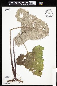 Petasites frigidus var. sagittatus image