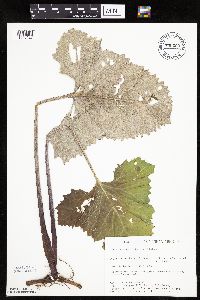 Petasites frigidus var. sagittatus image