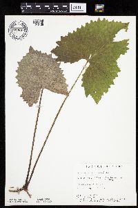Petasites frigidus var. sagittatus image