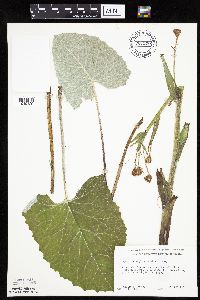 Petasites frigidus var. sagittatus image